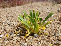 Viola polypoda