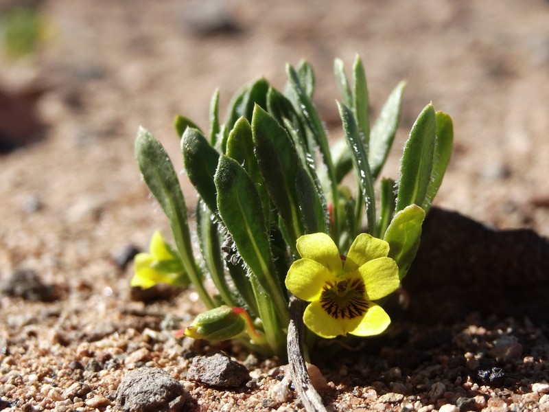 Viola polypoda photo 2