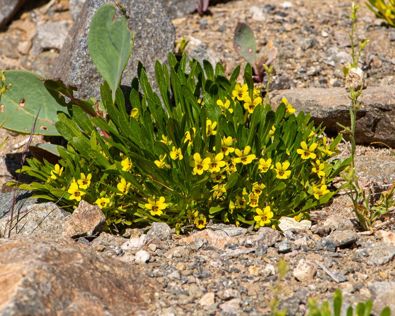 Viola polypoda photo 3