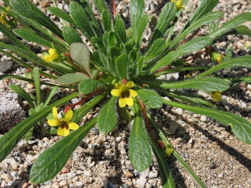 Viola polypoda photo 4