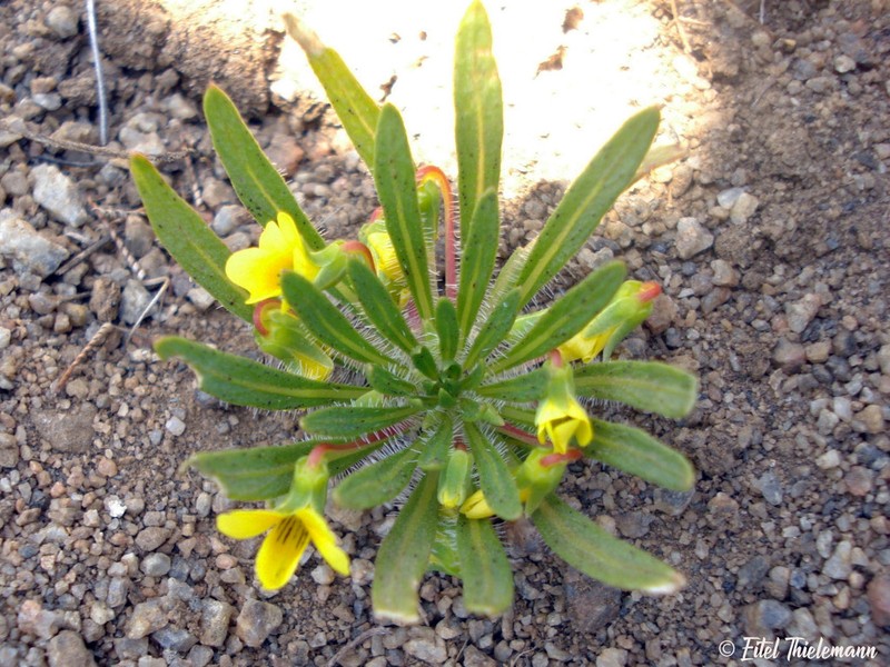 Viola polypoda photo 5