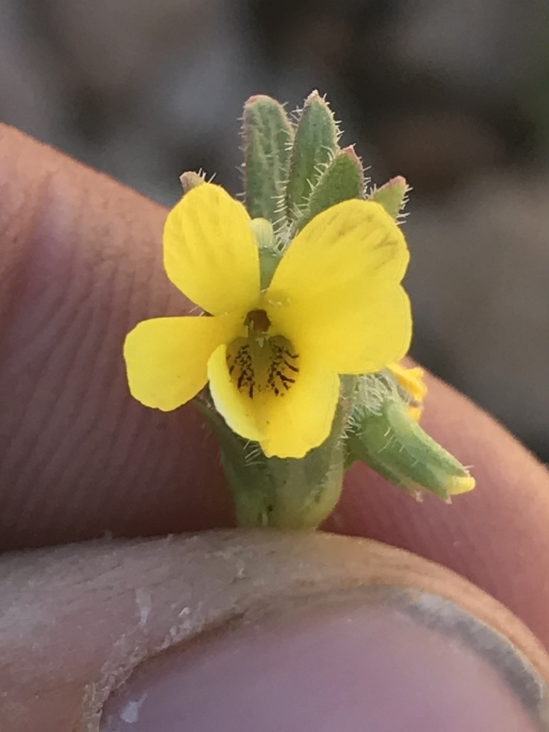 Viola polypoda photo 6