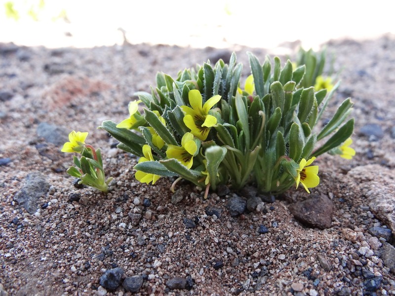 Viola polypoda photo 7