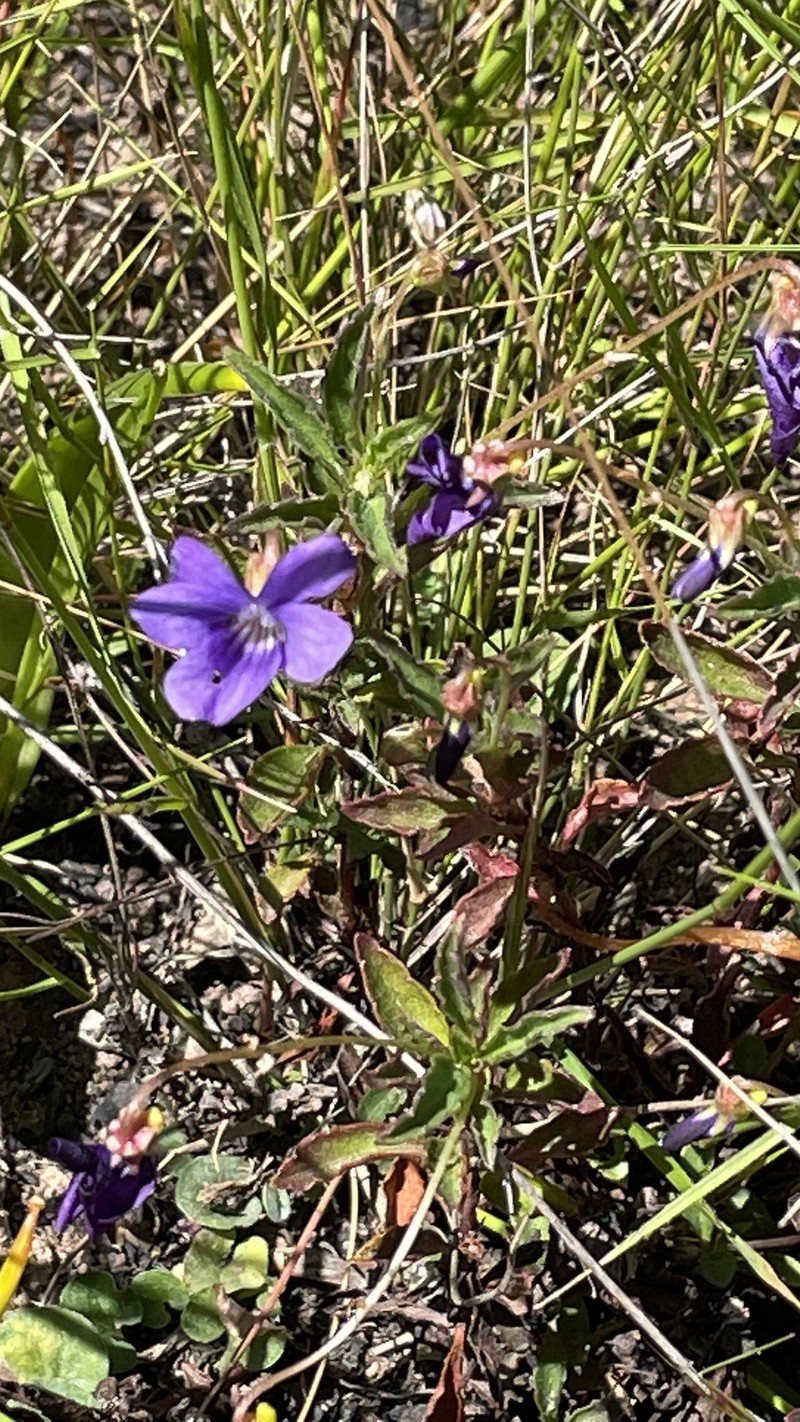 Viola portalesia