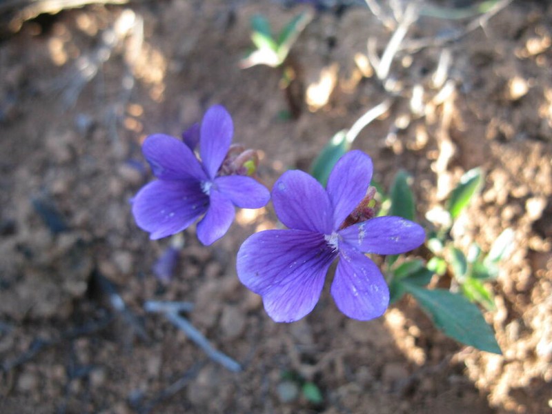 Viola portalesia photo 2