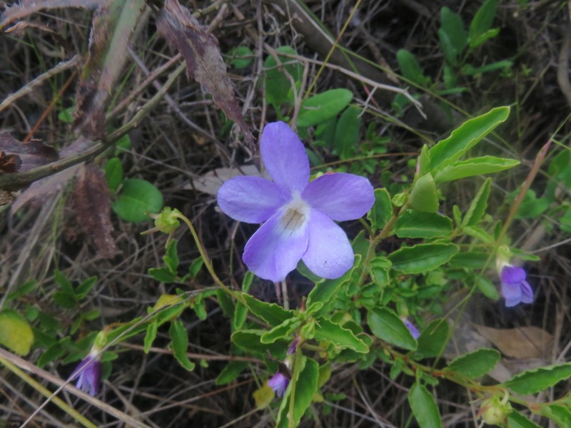 Viola portalesia photo 3