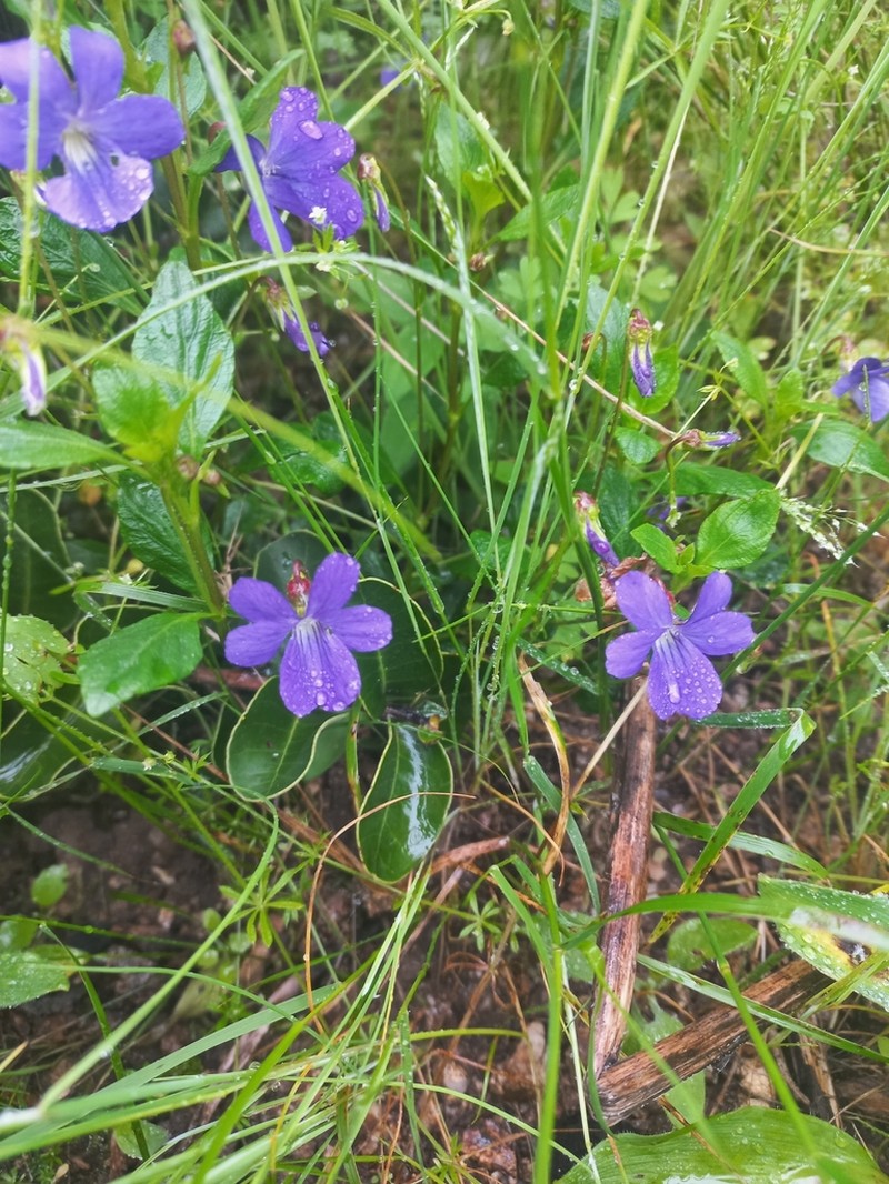 Viola portalesia photo 4