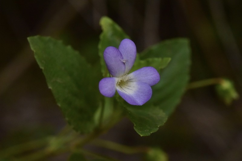 Viola portalesia photo 5