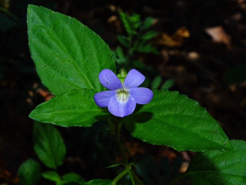 Viola portalesia photo 6