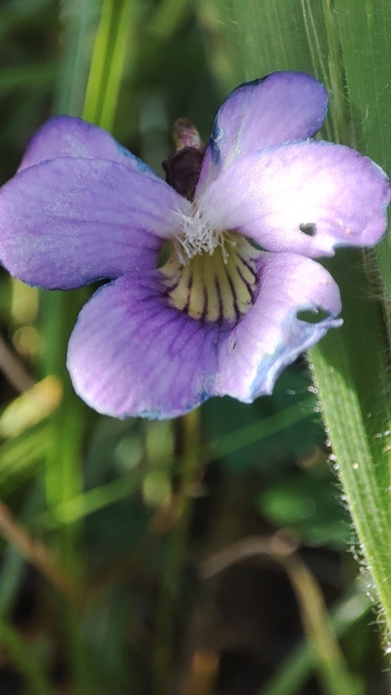 Viola portalesia photo 7