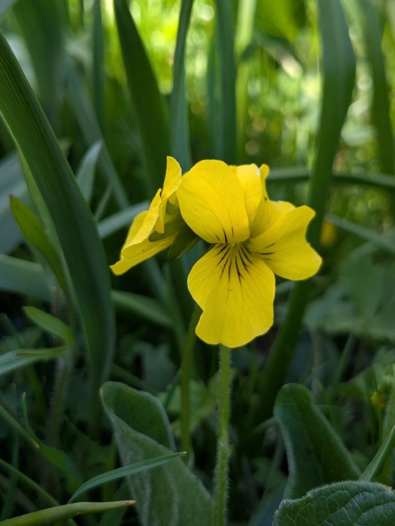 Canary Violet photo 3