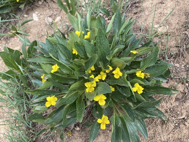 Canary Violet photo 4