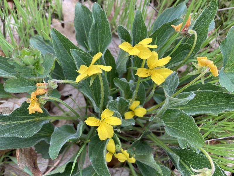 Canary Violet photo 5