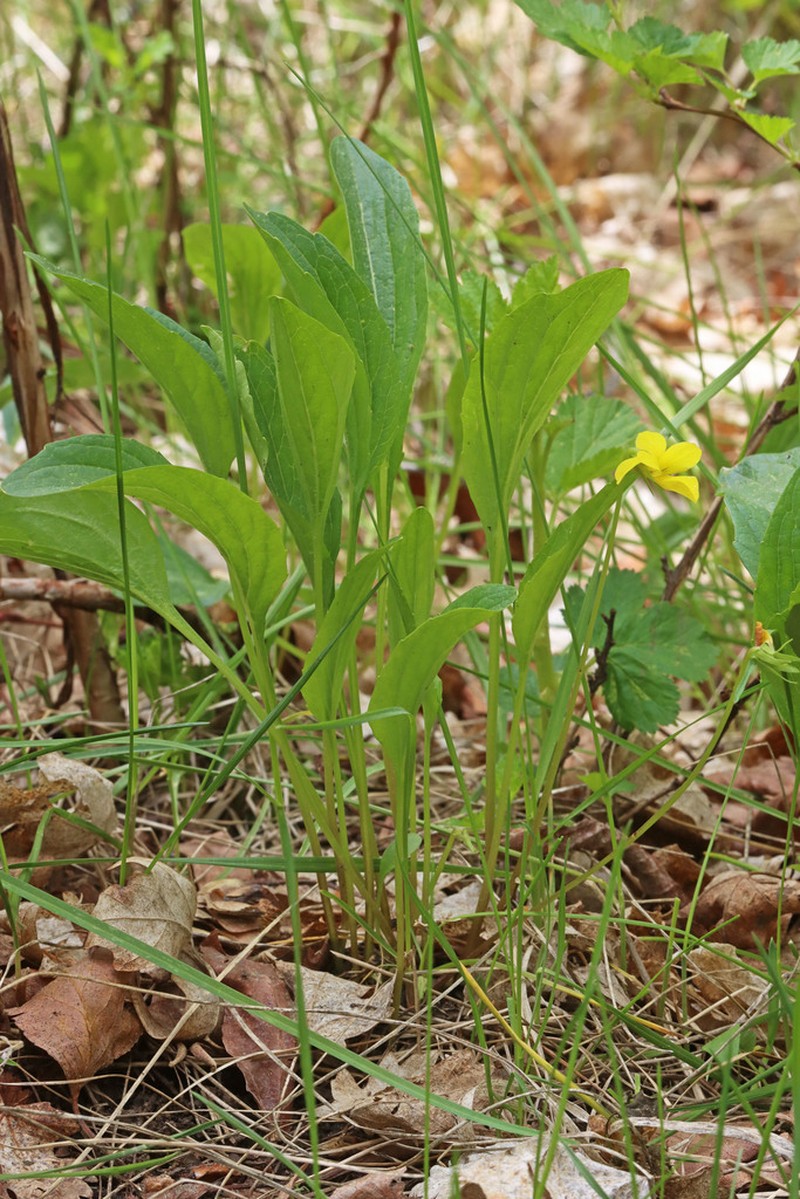 Canary Violet photo 6
