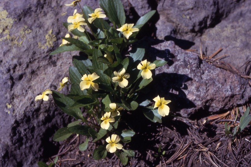 Canary Violet