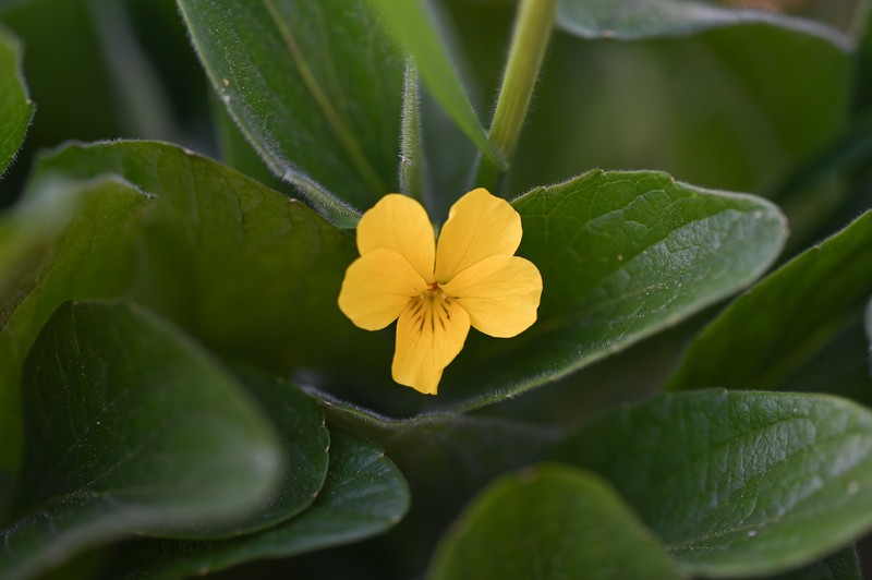 Canary Violet photo 2