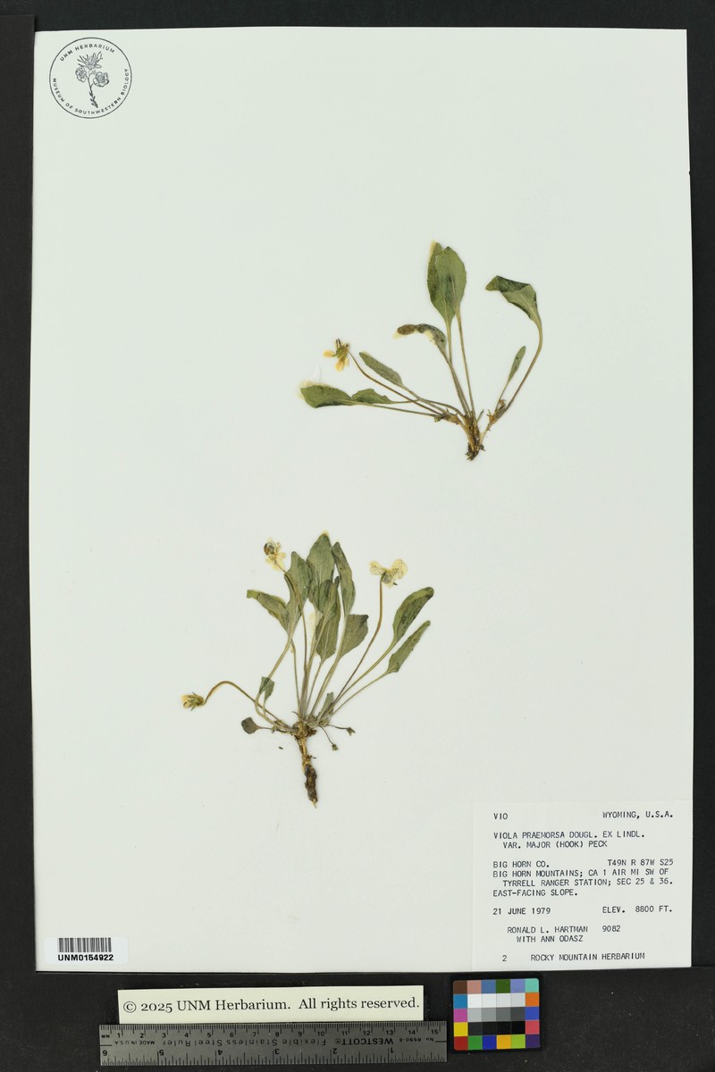 Viola praemorsa var. major