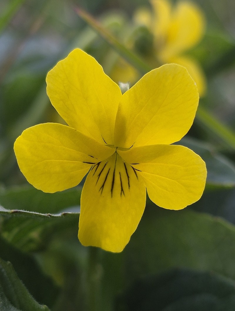 Viola praemorsa var. praemorsa