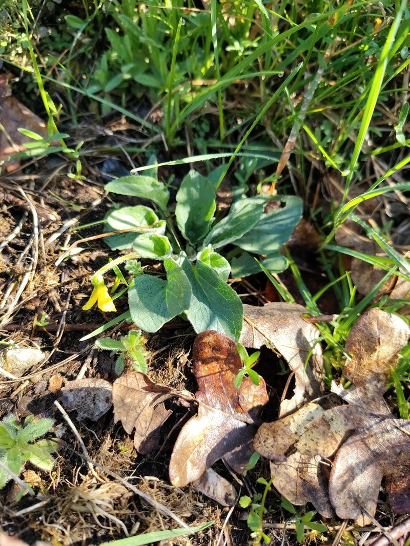 Viola praemorsa var. praemorsa photo 2