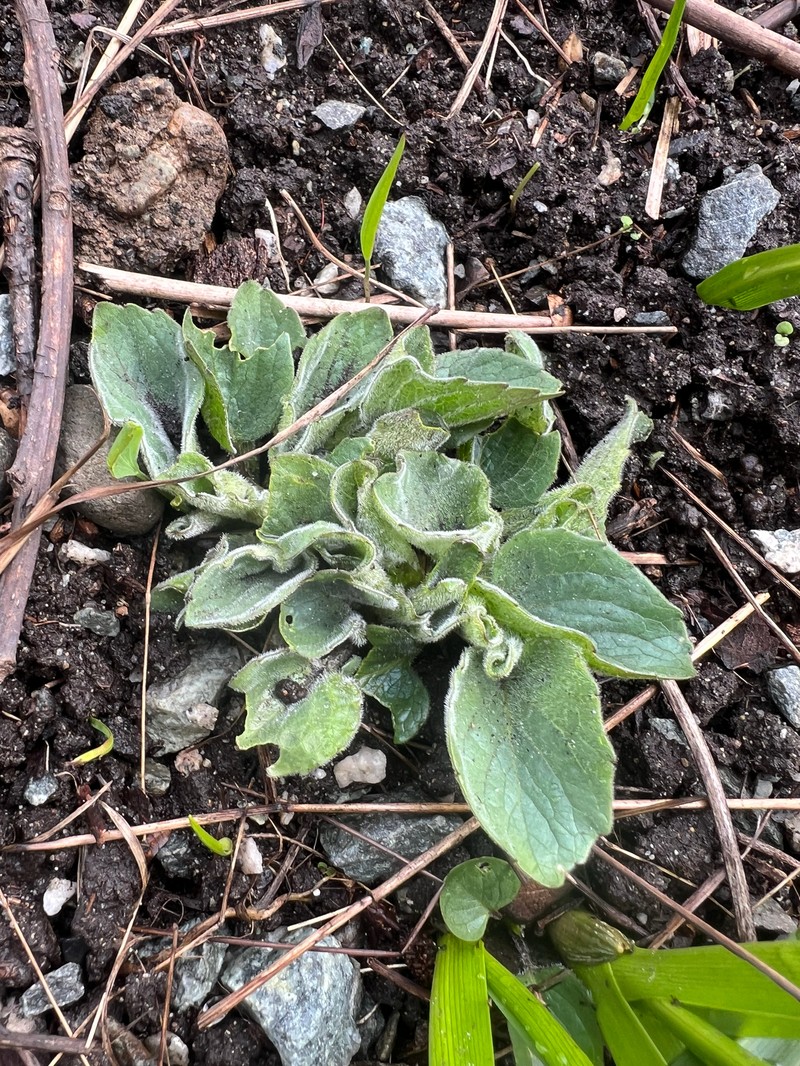 Viola praemorsa var. praemorsa photo 3