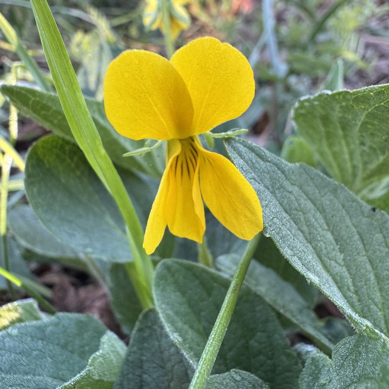 Viola praemorsa var. praemorsa photo 4