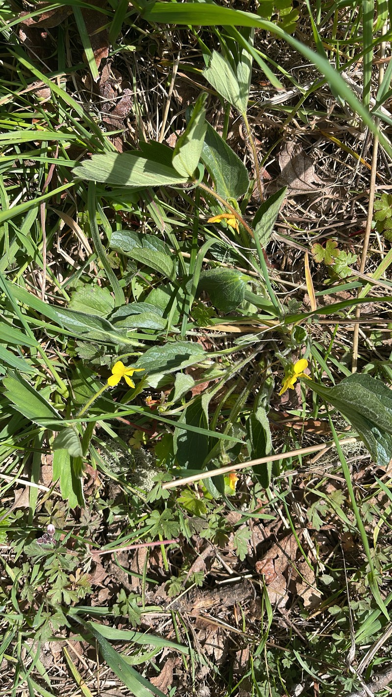 Viola praemorsa var. praemorsa photo 5