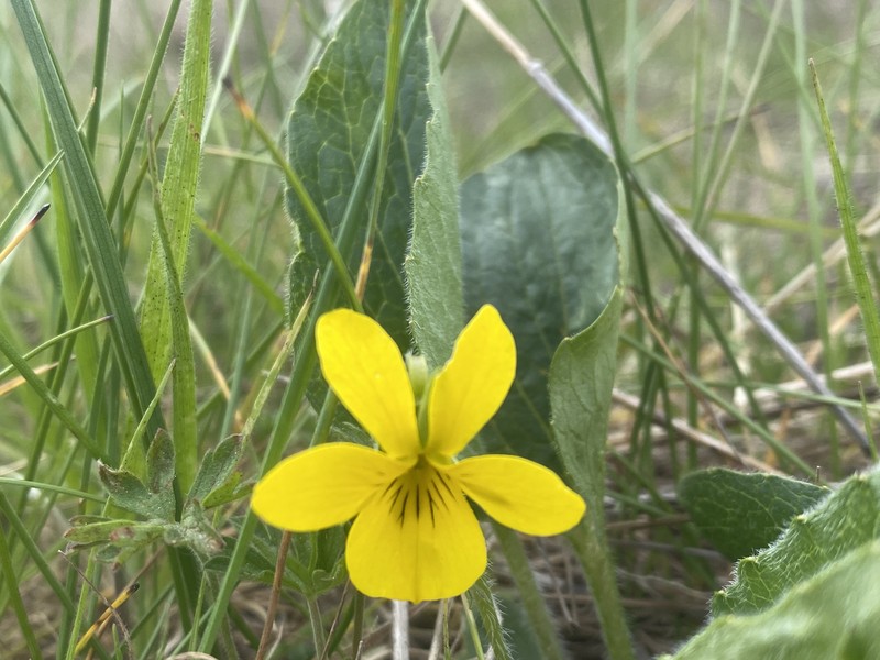 Viola praemorsa var. praemorsa photo 6