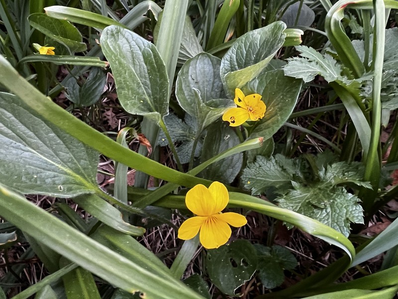 Viola praemorsa var. praemorsa photo 7
