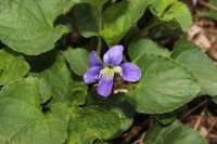 Viola pratincola