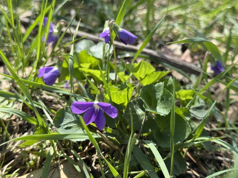 Viola pratincola photo 2