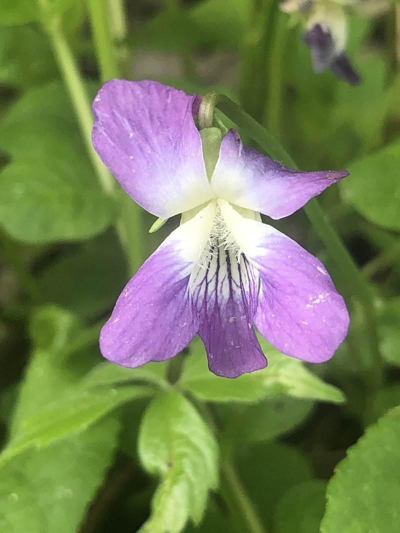 Viola pratincola photo 3