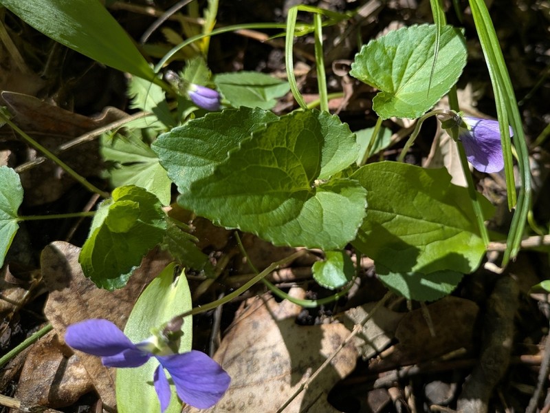 Viola pratincola photo 4