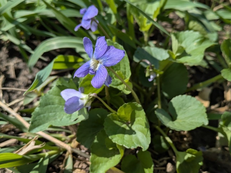 Viola pratincola photo 5