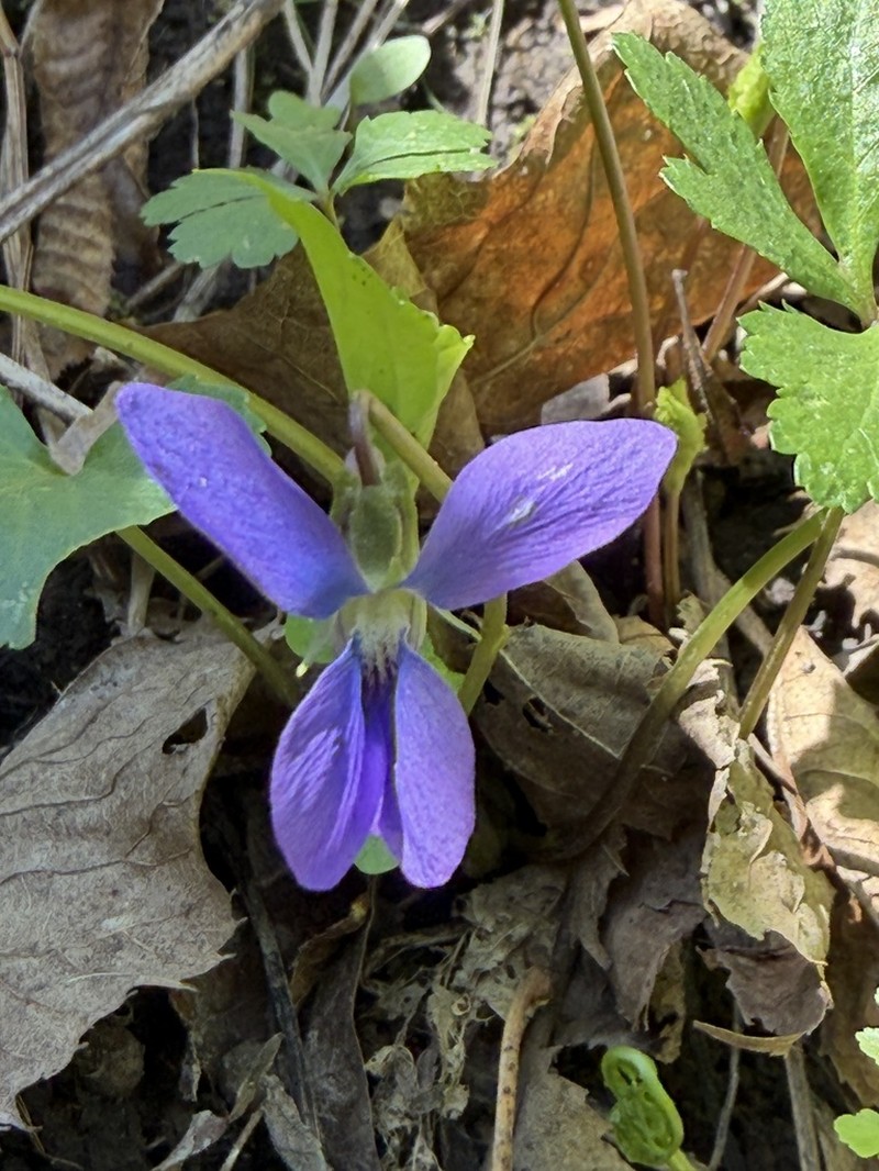Viola pratincola photo 6