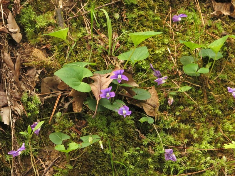 Viola pratincola photo 7