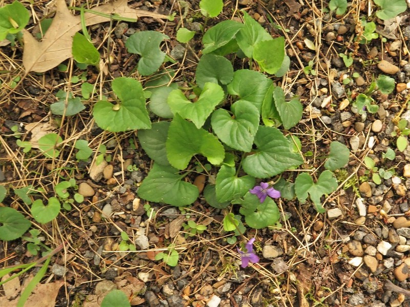 Viola pratincola photo 8