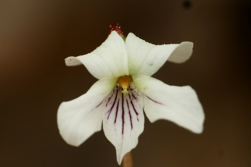 Viola primulifolia photo 3