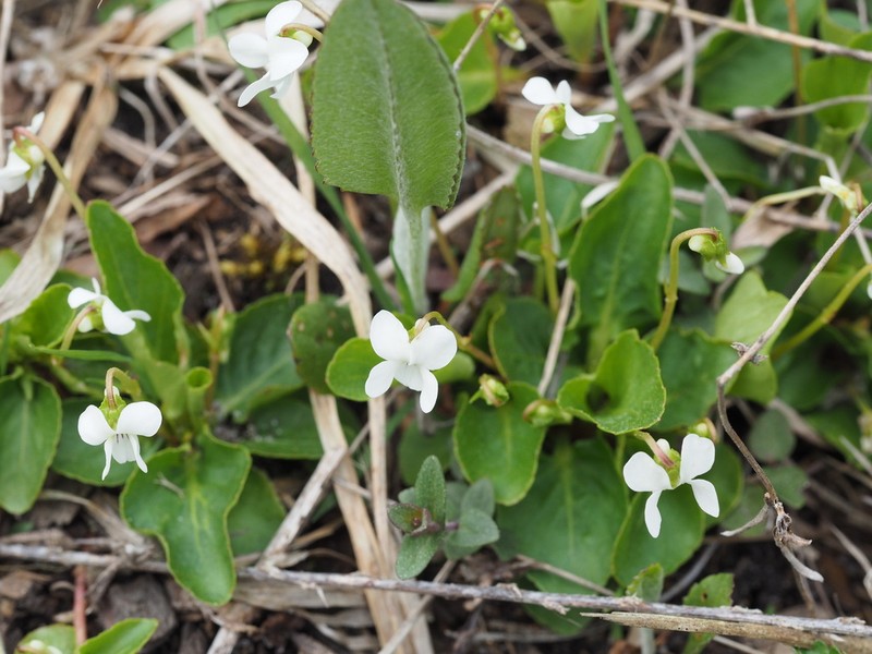 Viola primulifolia photo 4