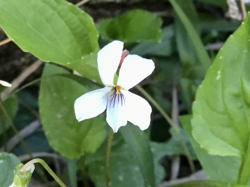 Viola primulifolia photo 5