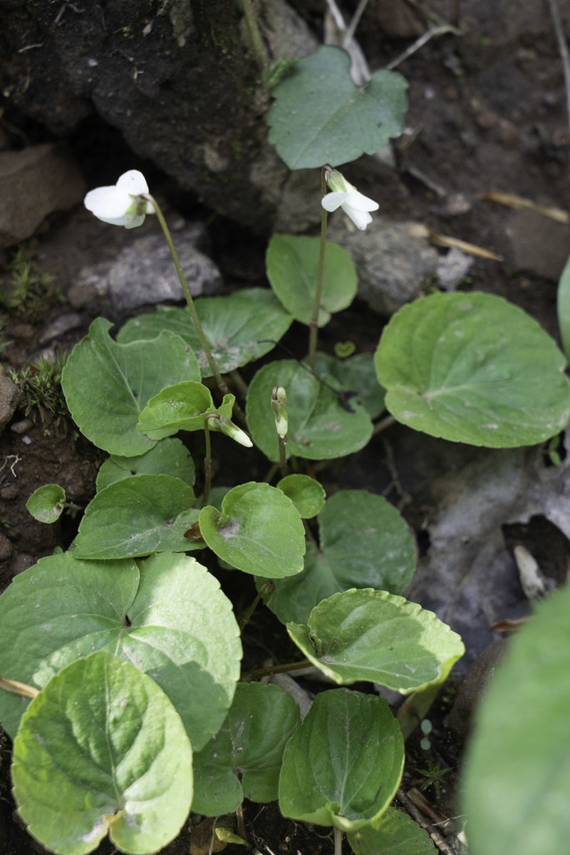 Viola primulifolia photo 6