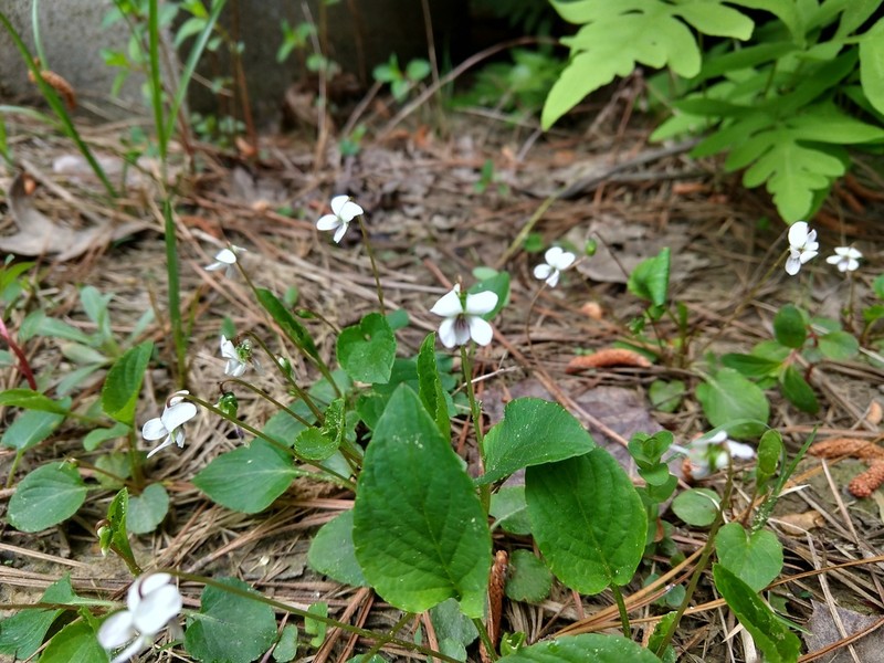 Viola primulifolia photo 7
