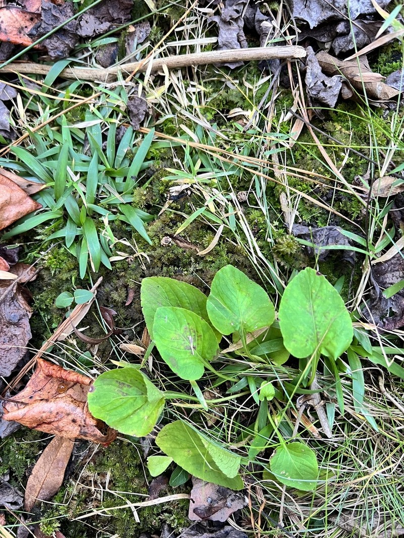 Viola primulifolia photo 8