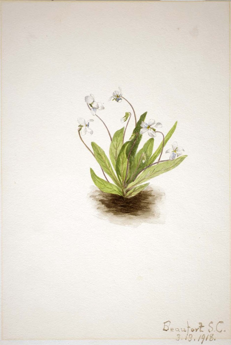Viola primulifolia photo 2
