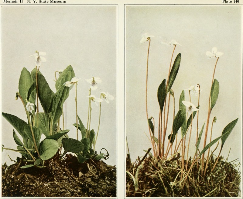 Viola primulifolia photo 3