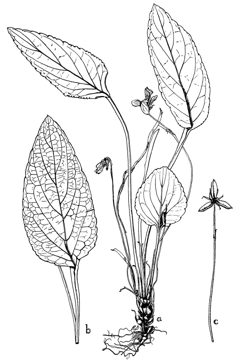 Viola primulifolia photo 4