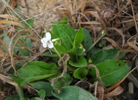Viola primulifolia