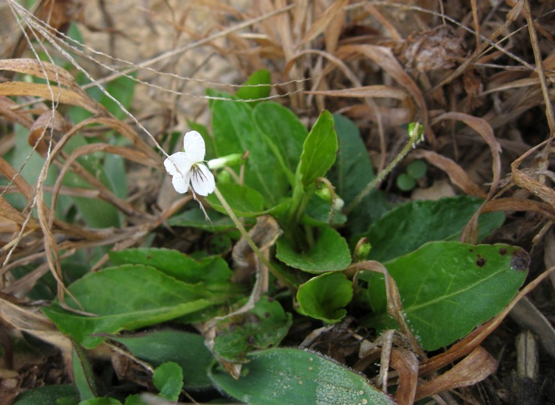 Viola primulifolia