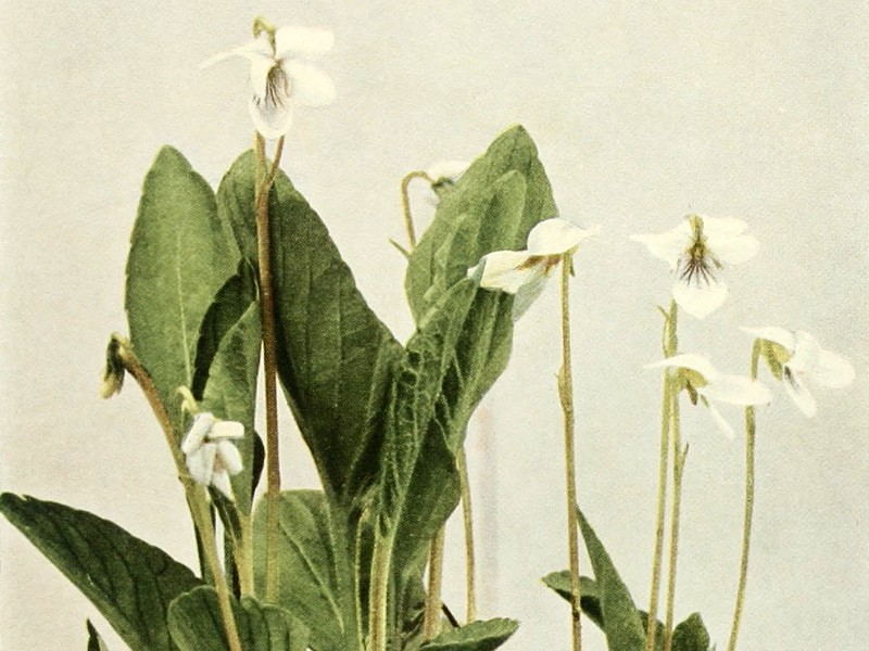 Viola primulifolia photo 5