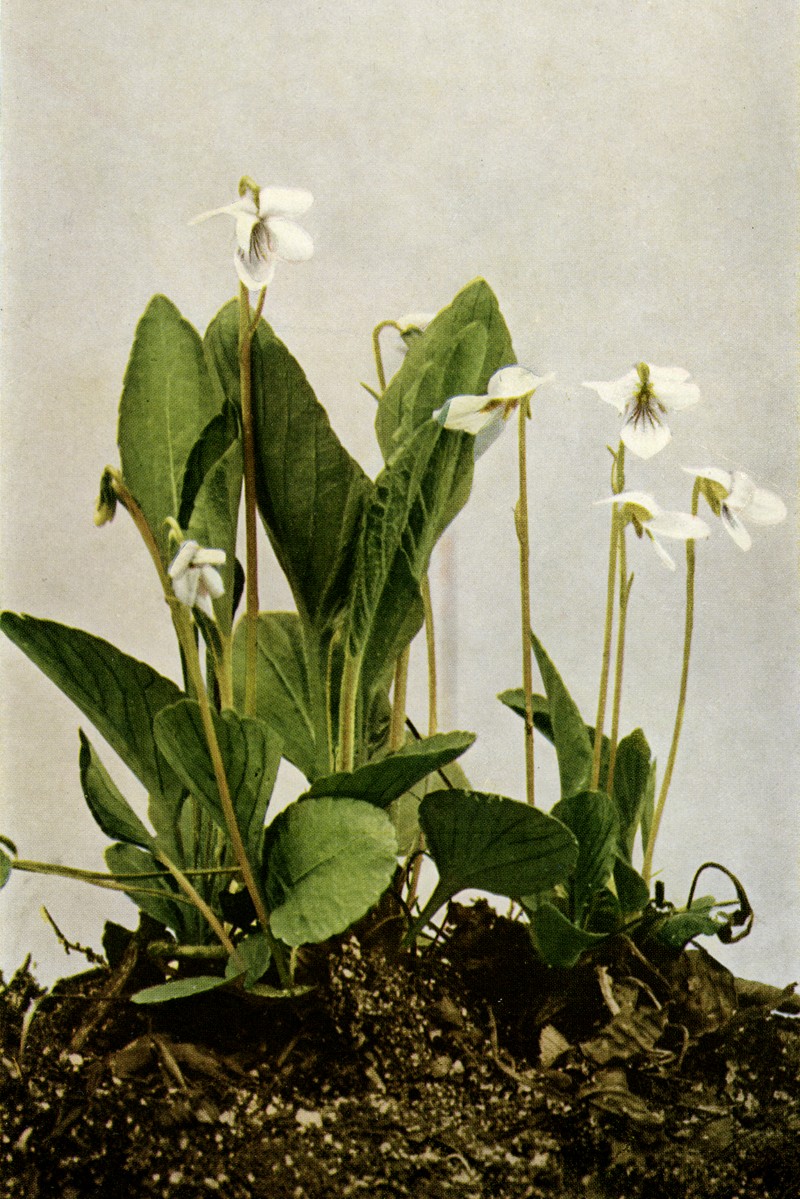 Viola primulifolia photo 6