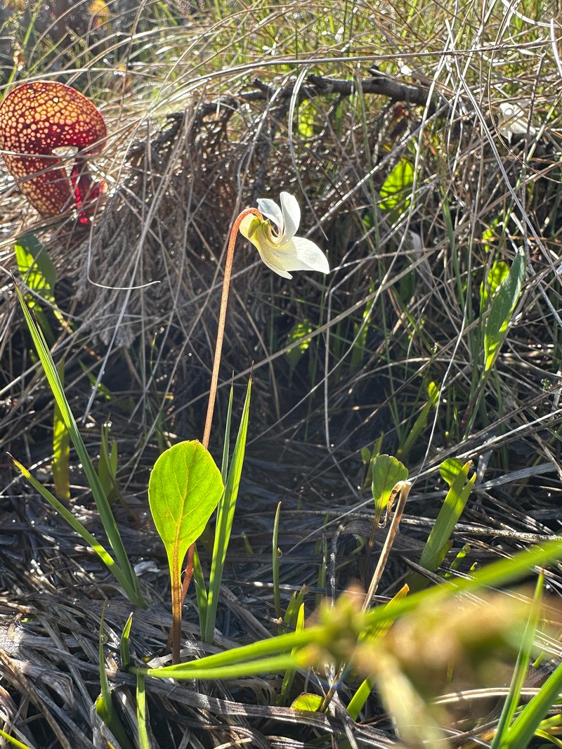 Viola primulifolia var. occidentalis